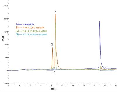 Enhanced 2,4-D Metabolism in Two Resistant Papaver rhoeas Populations from Spain